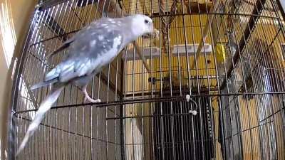 The day one of my birds escaped his cage and went right over to my security camera to alert me of his mischief.