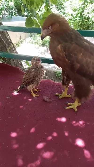The falcon thinks the eagle is his mother and asks the eagle to feed him
