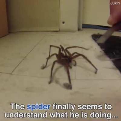 Guy helps out a spider trapped in dust.