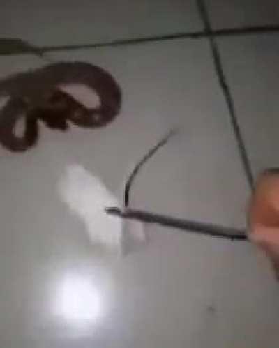 Here little snake, eat this rat