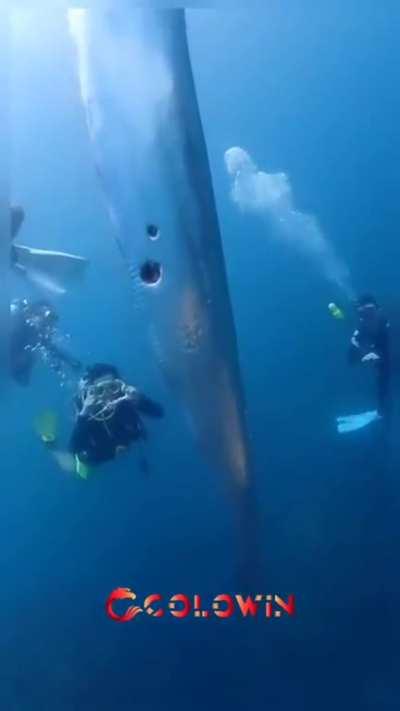 🔥 Oarfish, the mirror of the sea.