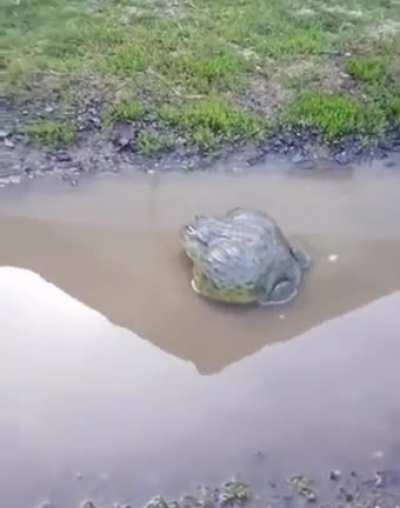 “Don’t mess with... argh...”