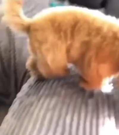 Kobe doesn’t seem to like the smell of tangerines.