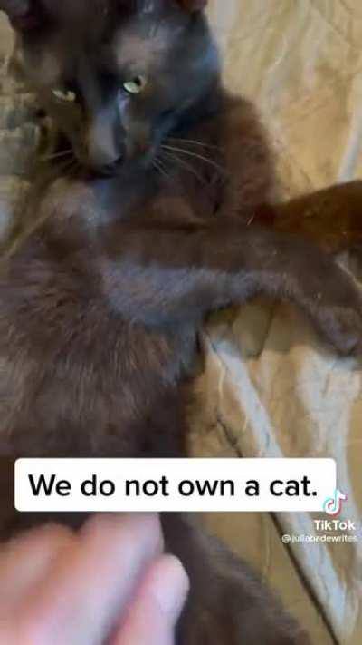 cat breaks into innocent family's home