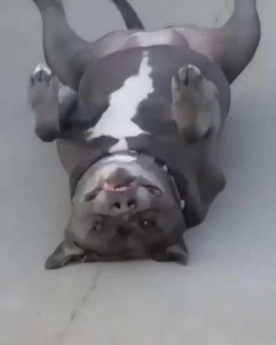 Australian dogs are weird