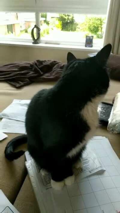 My sister's cat despises me. I had to cat sit for a few days and while I was trying to work repeatedly hissed and took swipes at me... jerk.