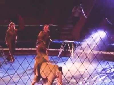 WCGW fucking w/ big cats