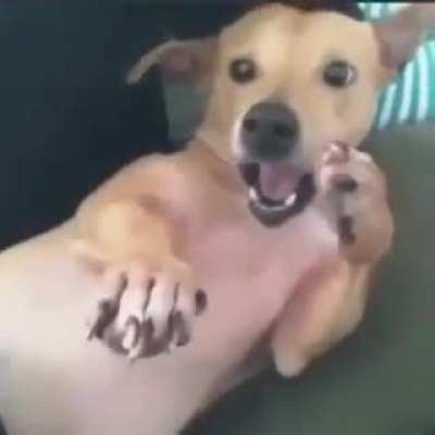 Quem fuma narguiles mama o cão