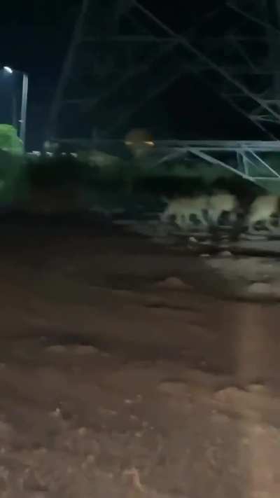 🔥 Lions roaming the streets in India 