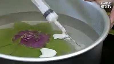 Amazing 3D jelly cakes