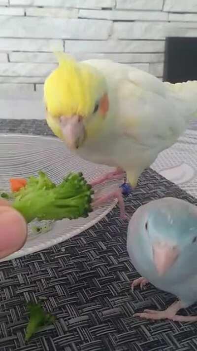Two birbs, one broccoli