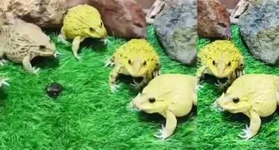 Big frogs protect small frog from human