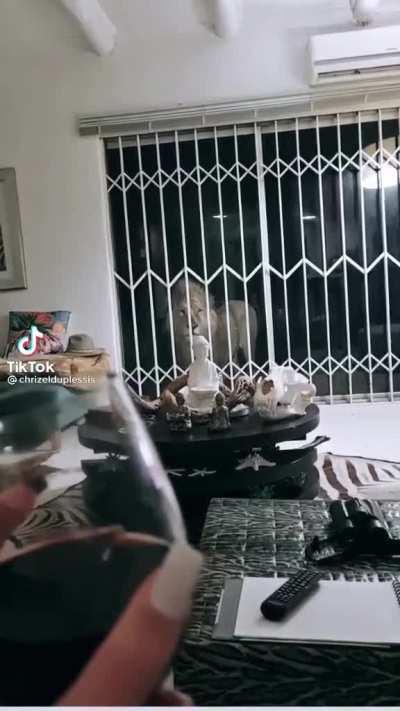 Attempted brake in at a house in South Africa