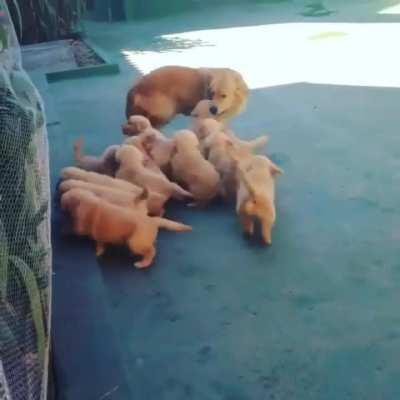 Mama dog playing with her puppies