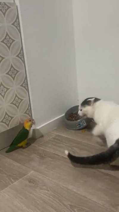 Polly got that cracker...