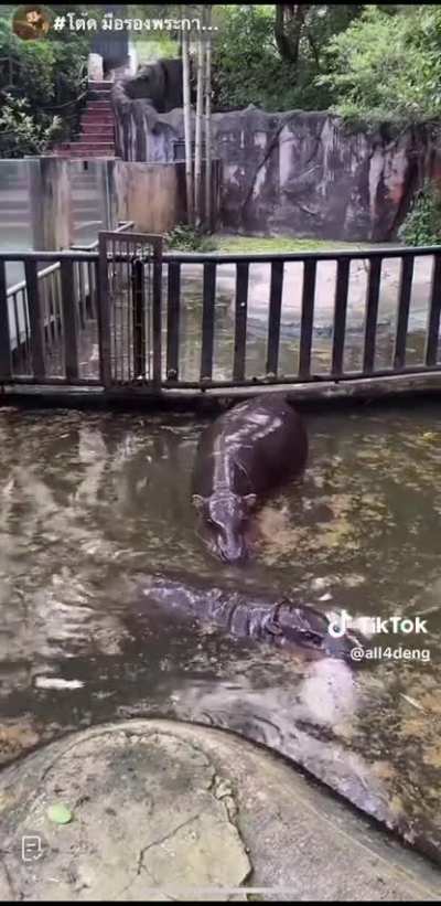 Yummy watermelon treat