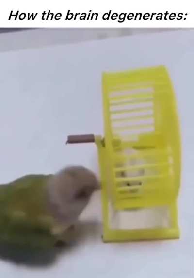 A little about the development of Yanкs 🇺🇸.