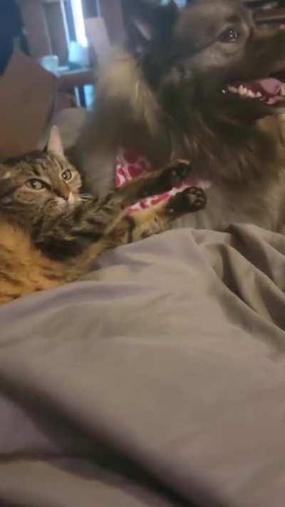 My dog not understanding my cats attempt at playing with her