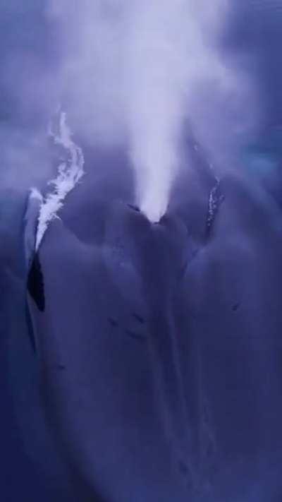 🔥 Look athe size of this beast