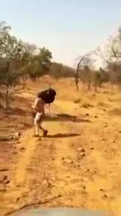 Because intimidating the Ostrich was such a good idea