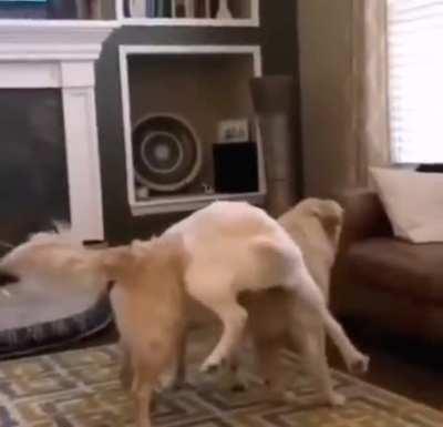 A Normal day in the life of 2 derps