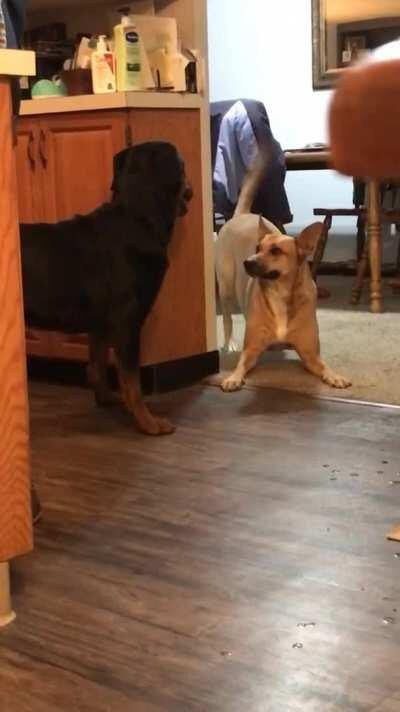 “Our dog is trying very hard to get our newly adopted Rottweiler to play.”