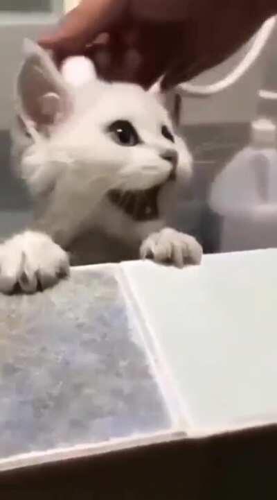 Kitten's first shower.