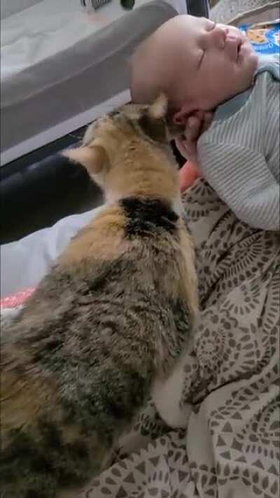 My cat trying to figure out how to love on my newborn