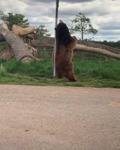 🔥 This bear scratching its back with a pole