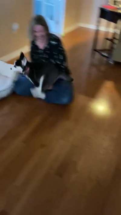 All of this after a walk to get the pre-walk zoomies out!