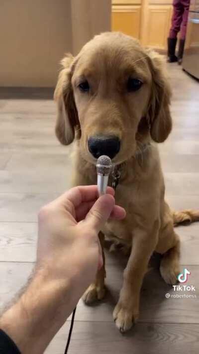 Microfone: a //Luba: