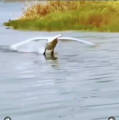 Swan goes brrr