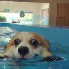 Adorable puppy swimming