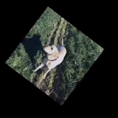 Ничего необычного. Просто хвост виляет собакой.