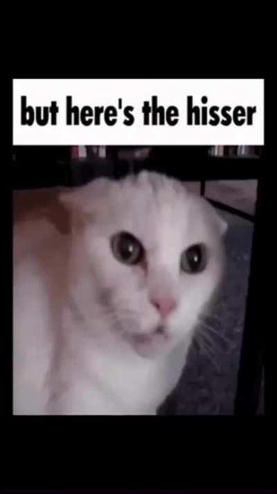 Which cat are you today 