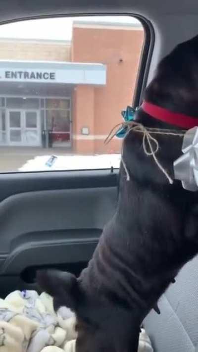Boy reunited with lost dog.