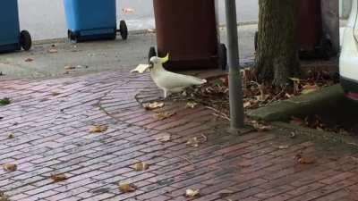 Cockatoo pulls a piece of bread out of nowhere