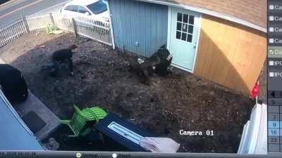 Me getting attacked by a dog