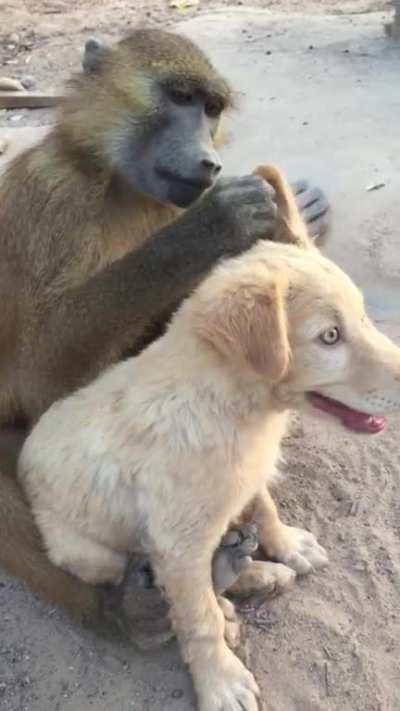 This baboon is helping his dog friend to get rid of bugs.