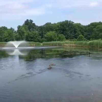 Duck who already has babies of her own immediately adopts 10 orphaned ducklings