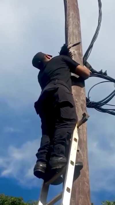 Así se vivió el rescate del tucán con el pico atrapado en un poste en Colonia San José