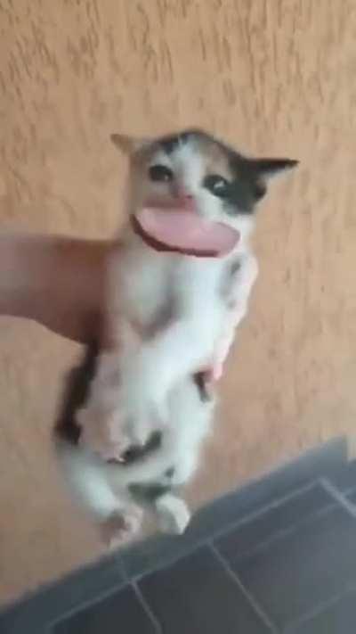 Kitten has gotten a taste of salami and decided it's worth fighting to keep