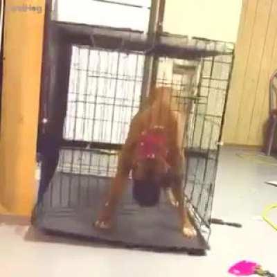 Кучка весёлых побегов