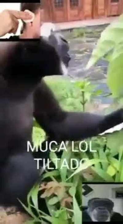 Muca lol dando rage durante uma partida