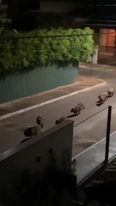 Caravana de carpinchos con la marcha de San Lorenzo de fondo 🐾🇦🇷🧉