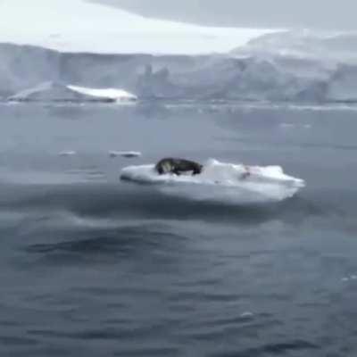 🔥 orcas creating a wave to knock the seal off the ice