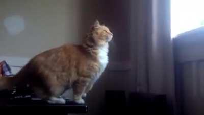 The jump was calculated but wow that kitty is bad at math