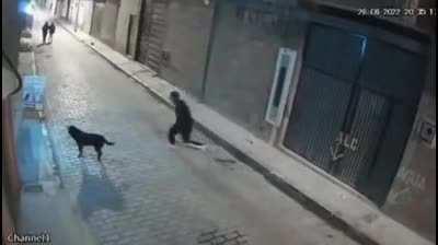 Attempting to kick a dog for no reason.