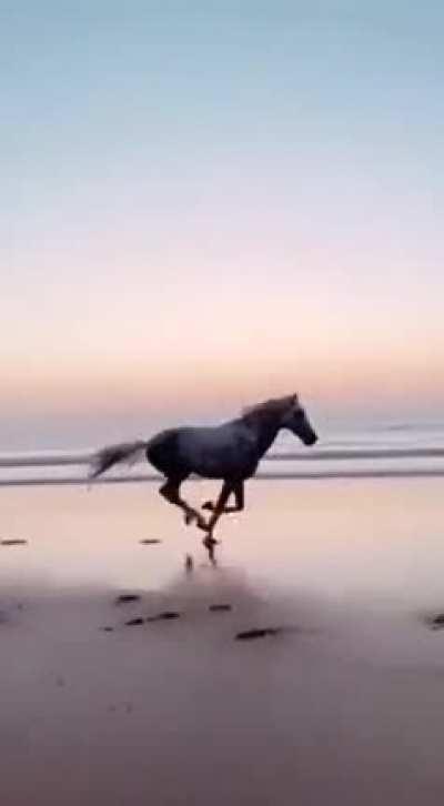 🔥 Wild Horse Running In The Beach 🔥