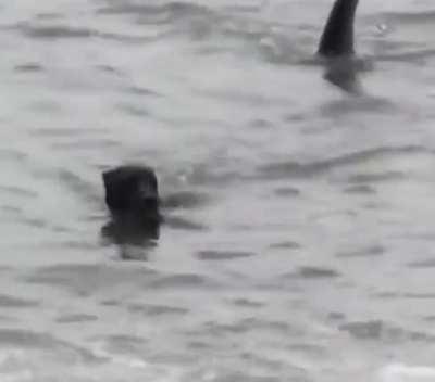 Just keep swimming doggo!